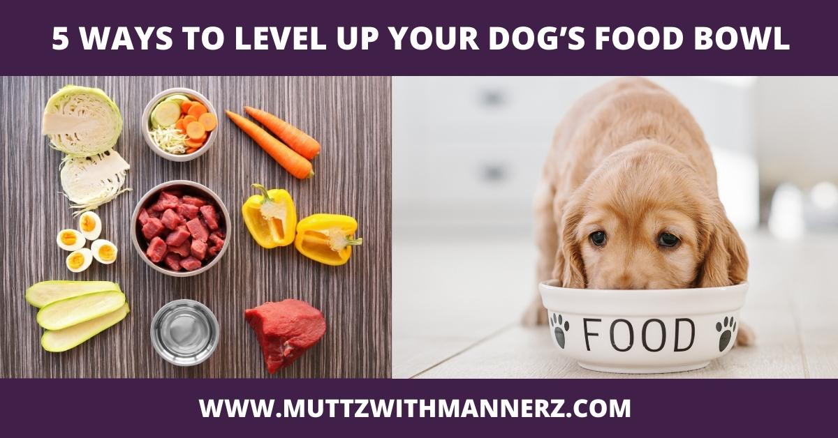 5 Ways to Level Up your Dog’s Food Bowl