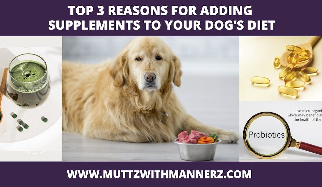 The Top 3 Reasons for Adding Supplements to Your Dog’s Diet