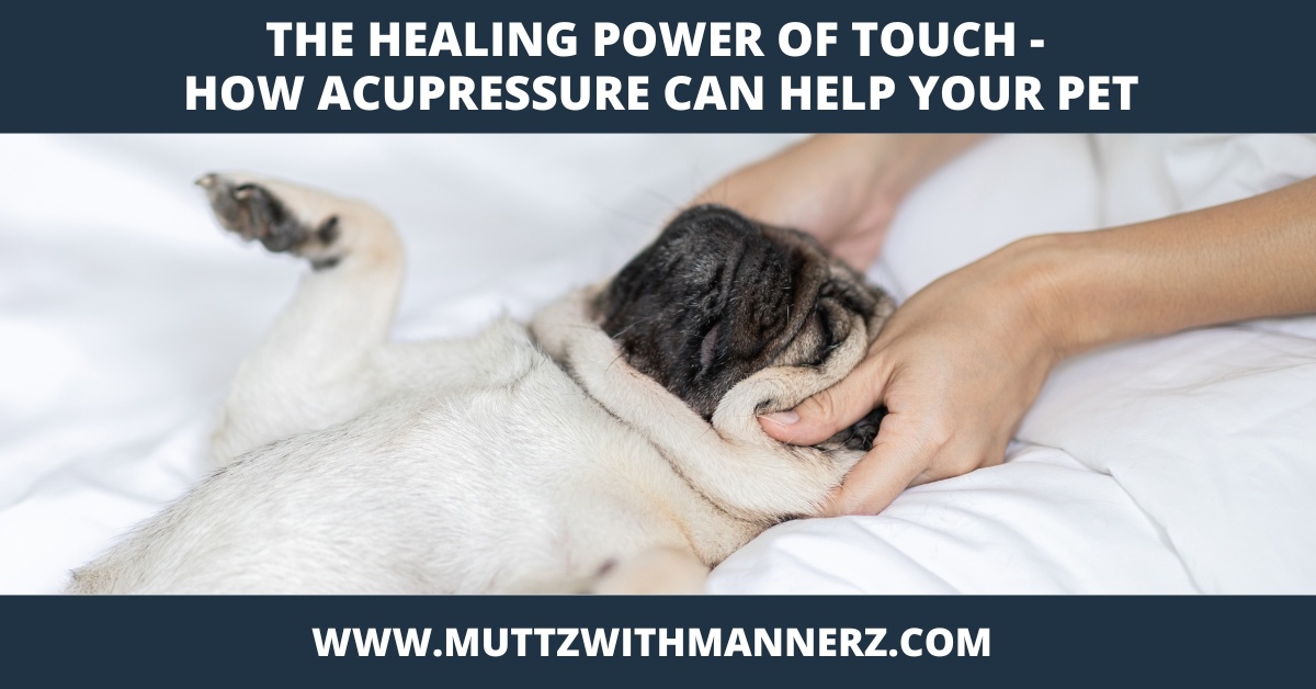 The Healing Power of Touch – How Acupressure Can Help Your Pet