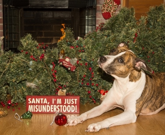 Decorating to Keep Your Dog Safe this Holiday Season Tree