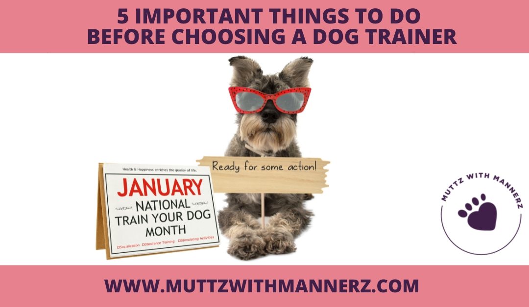 5 Important Things to Do Before Choosing a Dog Trainer