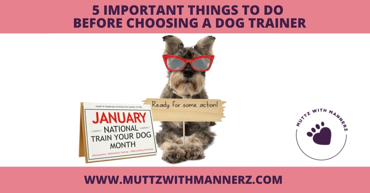 5 Important Things to Do Before Choosing a Dog Trainer