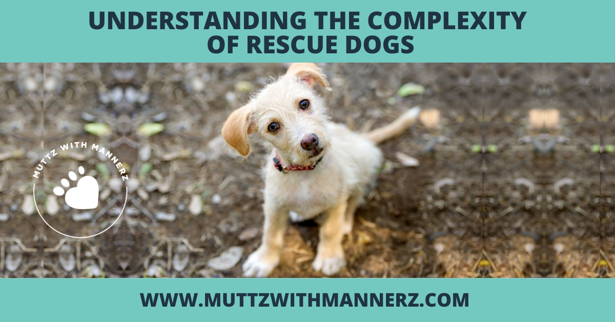 Understanding the Complexity of Rescue Dogs