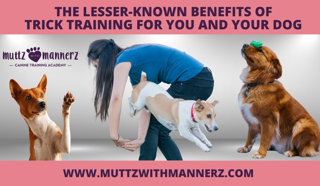 The Lesser-Known Benefits of Trick Training for You and Your Dog