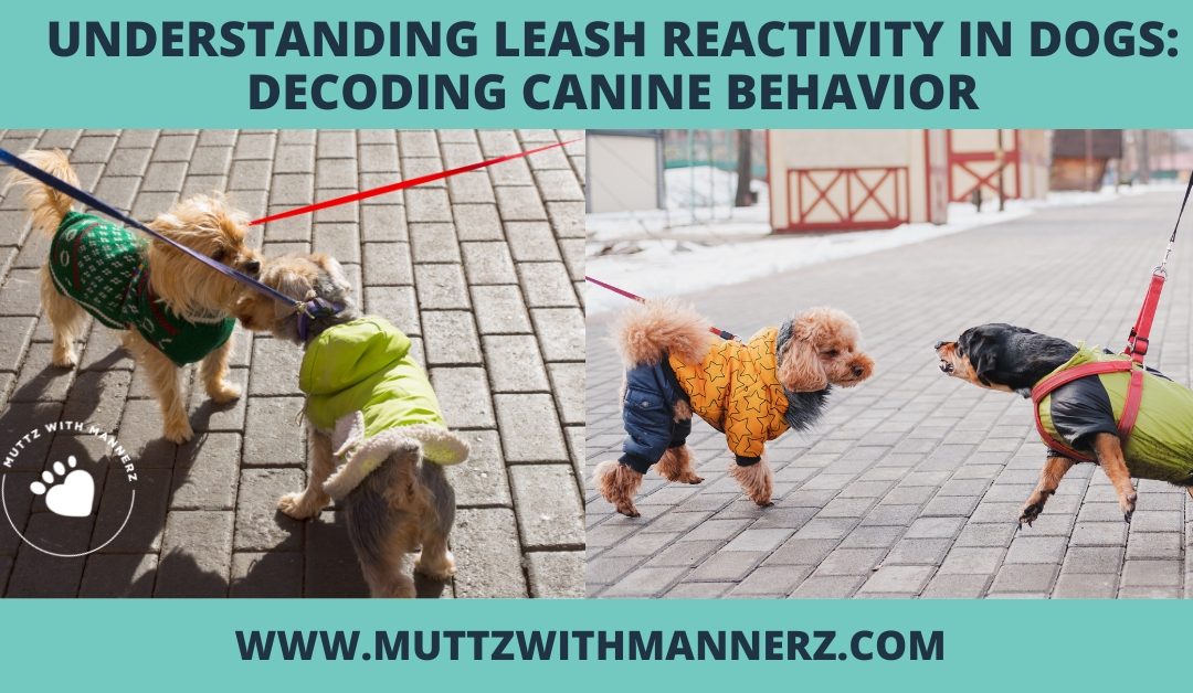 Understanding Leash Reactivity in Dogs