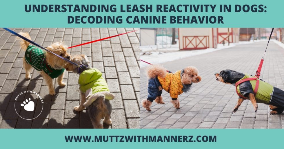 Understanding Leash Reactivity in Dogs Decoding Canine Behavior