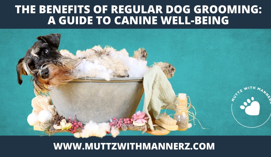 The Benefits of Regular Dog Grooming:  A Guide to Canine Well-Being