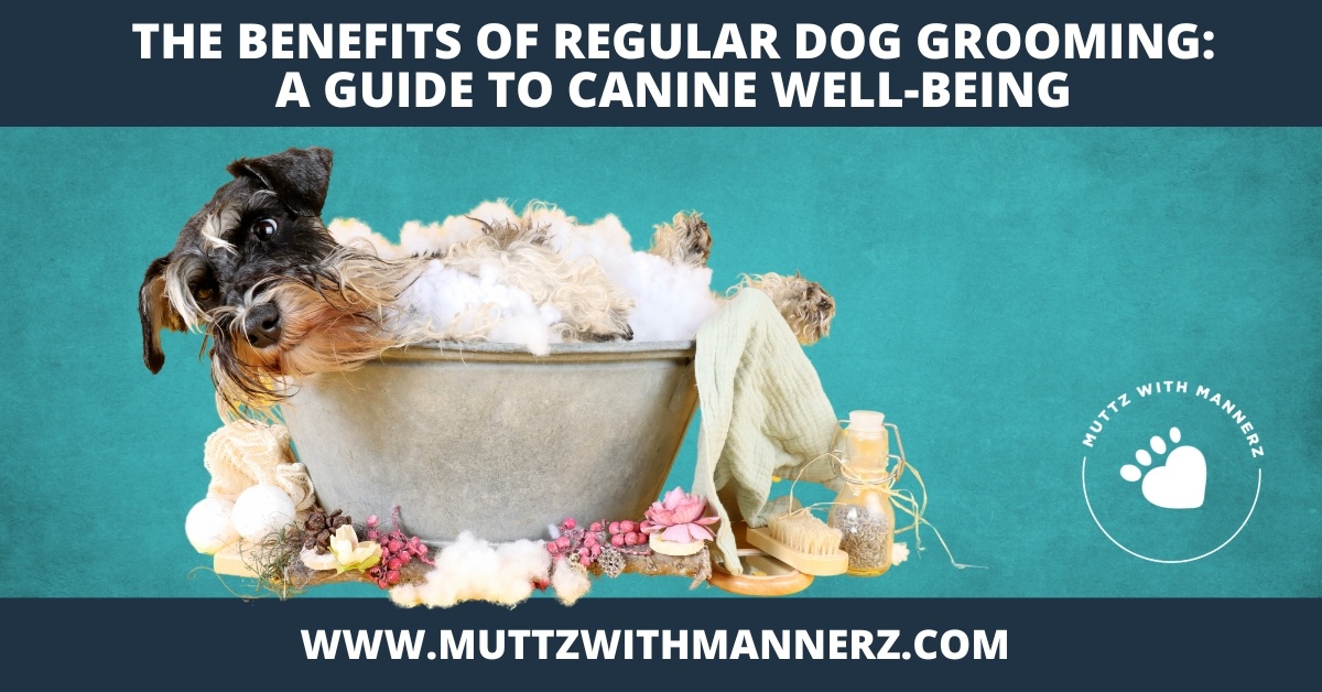 The Benefits of Regular Dog Grooming:  A Guide to Canine Well-Being